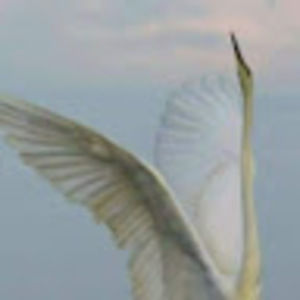 Meet your Posher, Tracie